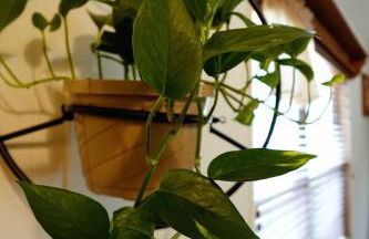 Grandma's House at Rosewood Lodge - Foto 15