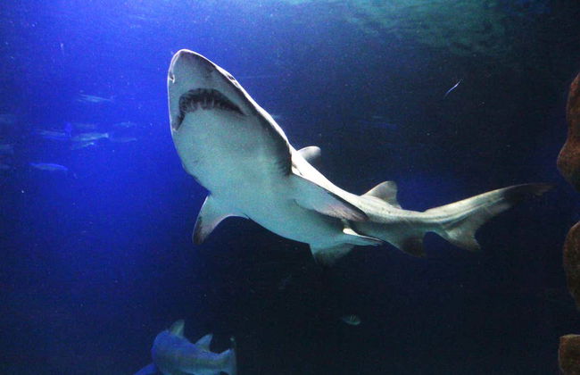 Oceanic Aquarium Ticket - Photo 7