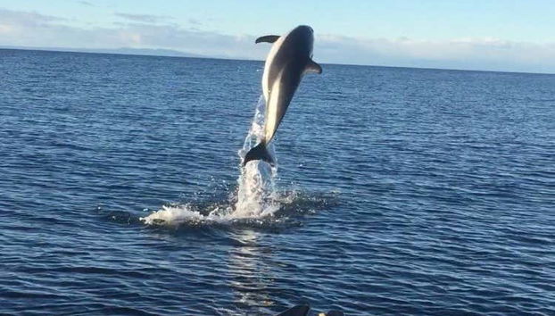 Strait of Magellan Dolphin Watching - Foto 4