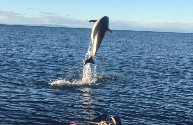 Avistamiento de delfines en el estrecho de Magallanes - Foto 4