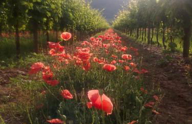 AGRITURISMO Casa Riz - Foto 34