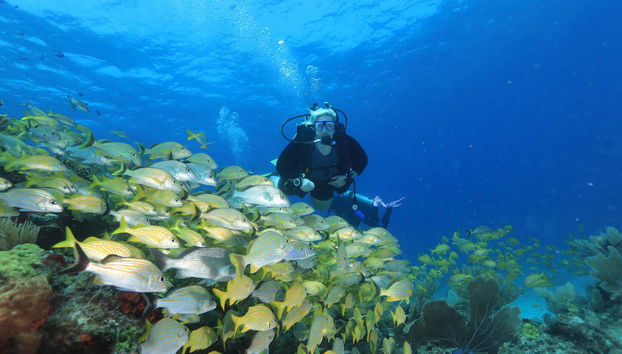 Mergulhando junto aos peixes