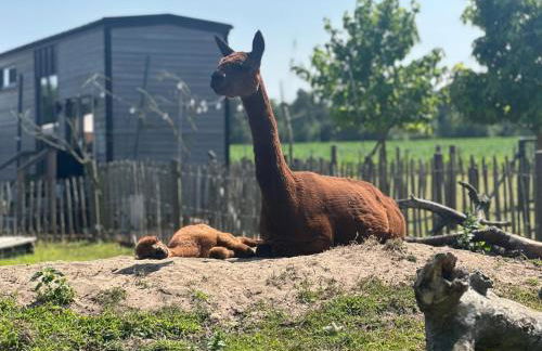 Tiny House Alpakablick - inklusive Alpaka Meet & Greet an bestimmten Terminen - Foto 22
