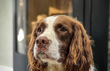 Neat Cottage, seaside cosy converted barn for 4 - Photo 18