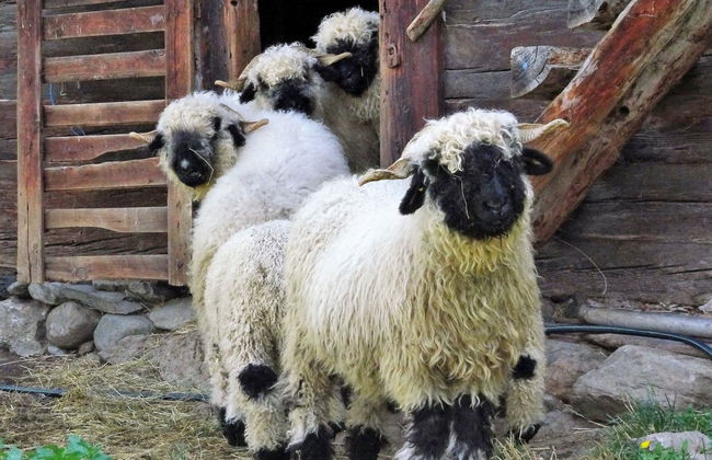 LuxLax 2. OG Süd - Foto 33