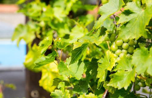 Ferienhaus-Pressler-Erfurt - Foto 13