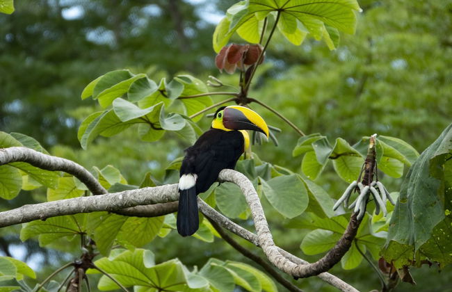 Cabinas Costa Tropicana - Foto 39