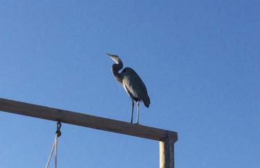 Sunset Harbor Palms 1-205, pool, fishing pier 2 guests - Foto 51