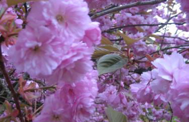 Ferienhaus Piratenburg Rövershagen - Photo 34