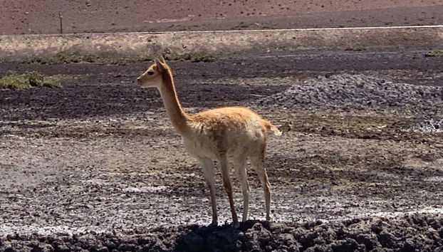 Contemplando uma vicunha