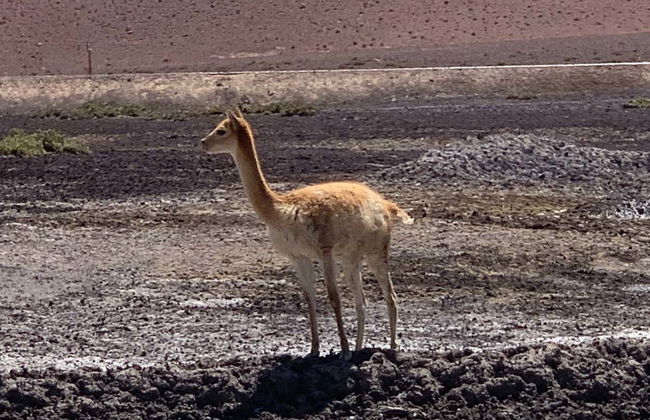 Ollagüe + Alto del Loa Salt Flats Private Tour - Foto 3