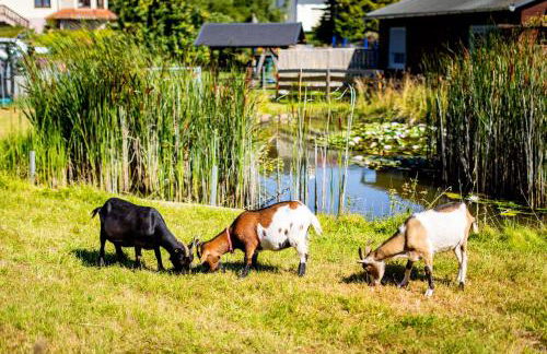 Waldblick Ferienhof Wolschendorf - Foto 22