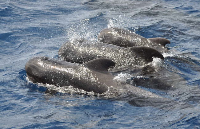 Morro Jable Dolphin & Whale Watching Trip - Foto 11