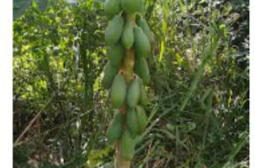 Sítio vilarejo Nascimento - Foto 59