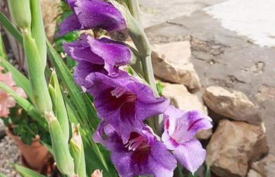 Apartments Jeličić - Foto 72