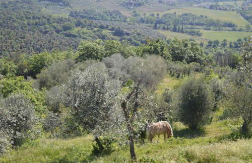 Holiday home in Arezzo - Toskana 39940 - Foto 25