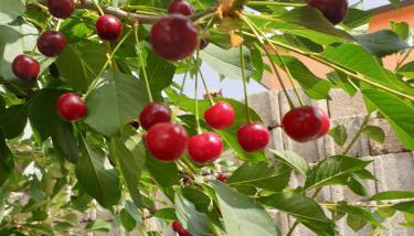 The Heart Of Dalmatia - Foto 5