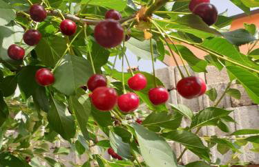 The Heart Of Dalmatia - Foto 5