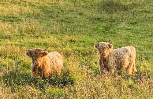 Maggie's Cabin - Photo 32