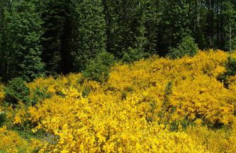 La Lamponaia - Foto 32