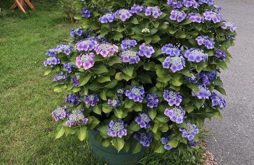 Ferienwohnung Sonnenhof - Foto 55