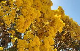 Eco Pousada Por do Sol - Foto 76