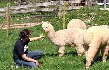 Ferienwohnungen Schwabenhof - Foto 23