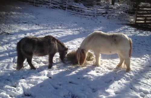 Ferienhaus Napoleon - Foto 27