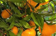 Garden house - Photo 71