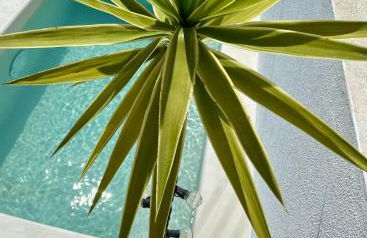 Palmeirinha Guest House - Foto 21