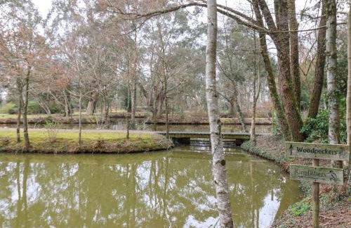 Woodpeckers - Photo 31