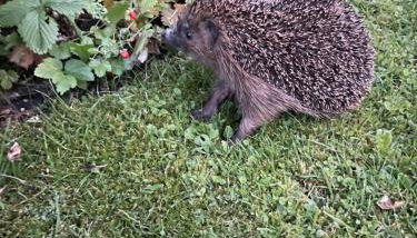 Ferienwohnungen Familie Sappl - Foto 2