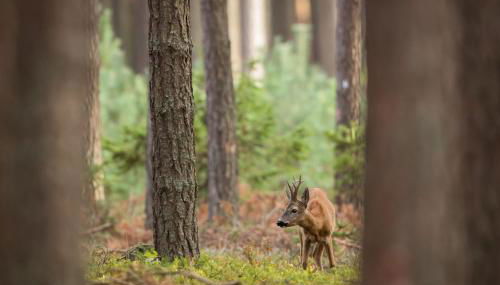 Deer-Park-Lodge - Foto 5