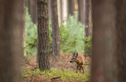 Deer-Park-Lodge - Foto 5