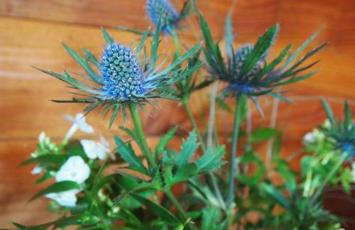 Ruskin Lodges Argyll, by Puck's Glen, Rashfield near Dunoon - Foto 6