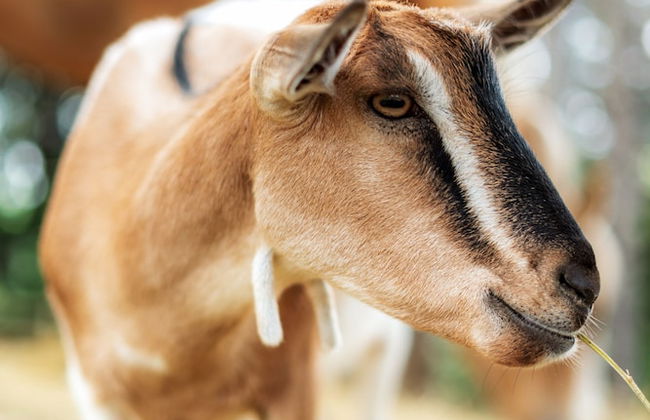 La Valle Dei Caprioli - B&B - Foto 32
