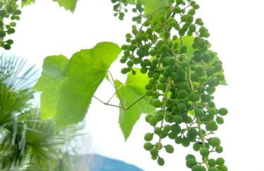 Apartment Sonne auf Bio-Hof - Photo 18