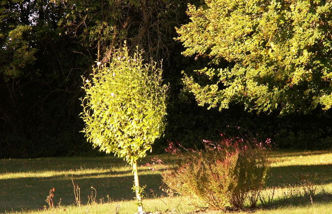 Château de la Court d'Aron - Foto 37