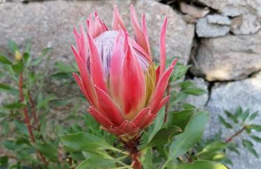 CAMPO DE SOBARBO - Guest House rural - Photo 59