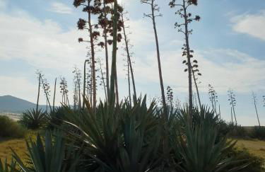 CASA BLANCA Apartments SAN JOSE - Foto 12