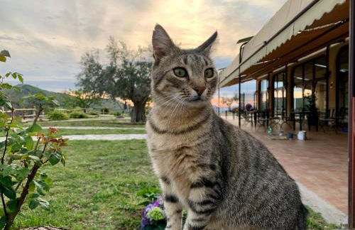 Agriturismo La Terrazza su Farfa - Foto 48