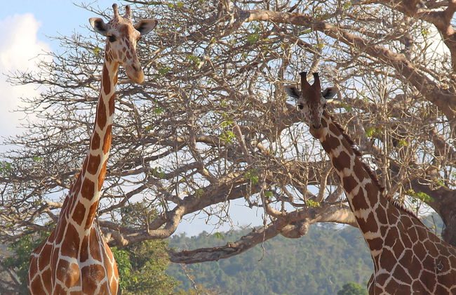 Calauit Safari Park & Coron Islands Tour - Photo 1