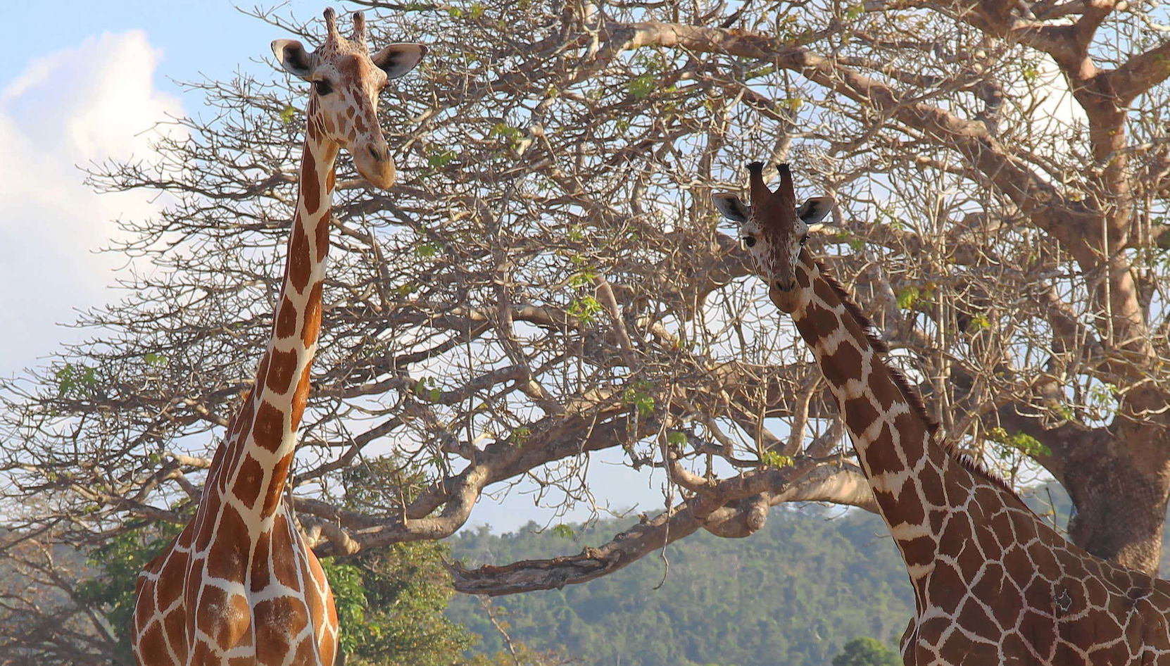 Calauit Safari Park & Coron Islands Tour