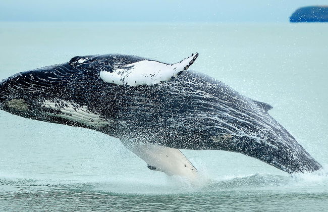 Mancora Whale Watching + Swimming with Turtles - Photo 2