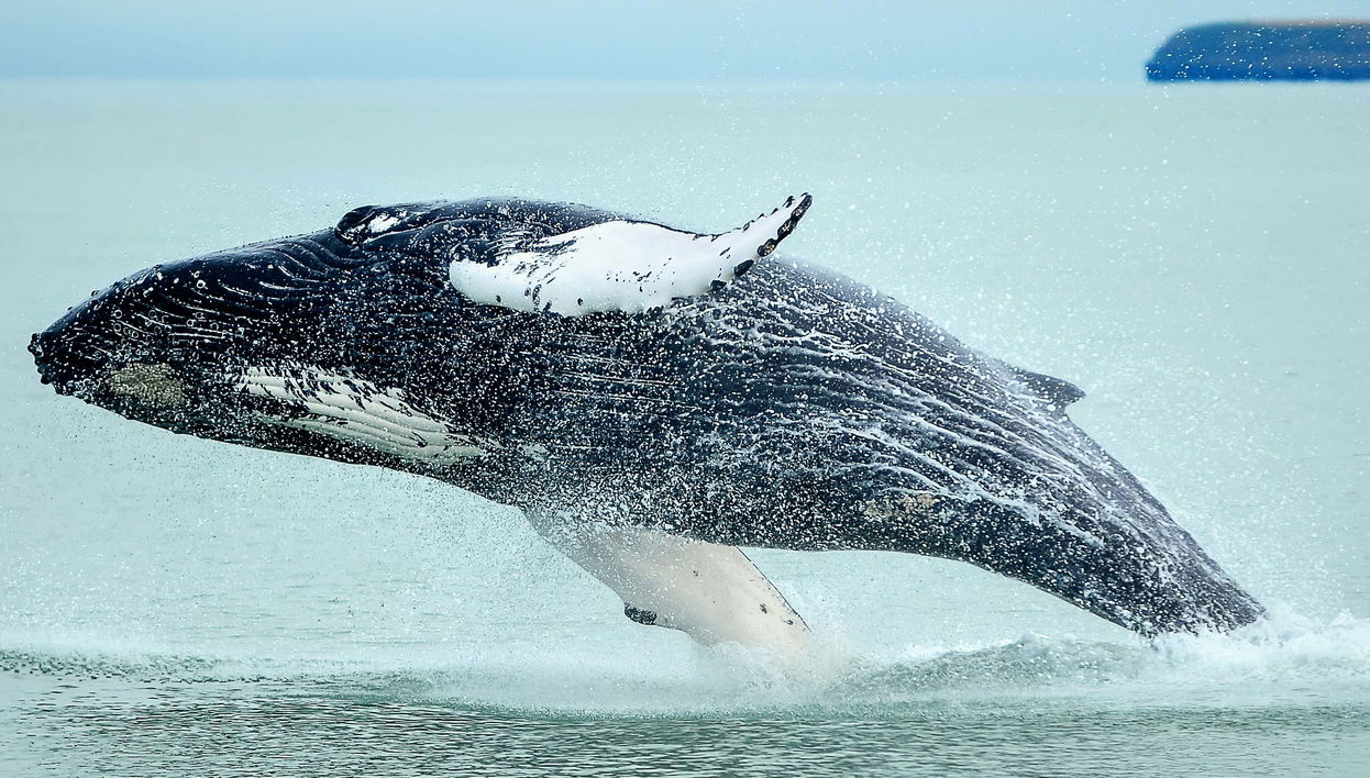 Avistamiento de ballenas + Nado con tortugas