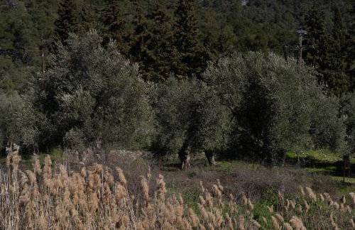 Tzànnou farm residence - Foto 66