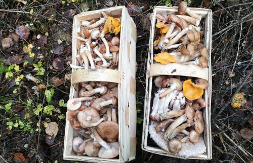 Serce Puszczy Wiartel - Foto 19