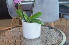 Diament Rogowo - Foto 59