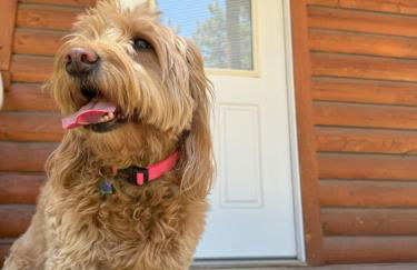 Lost Horse Lodge Double Queen Cabin 16 - PetsOK - Foto 12