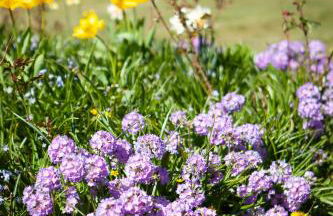 Starbright Cottage - Foto 22